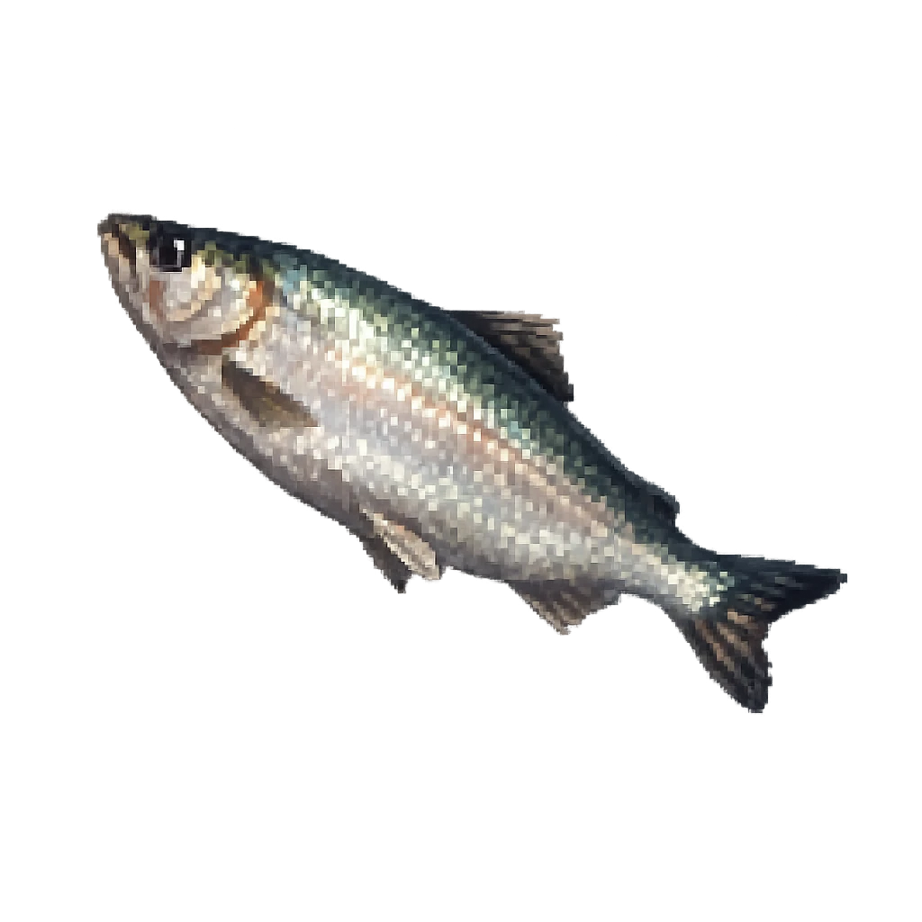 Raw Fish